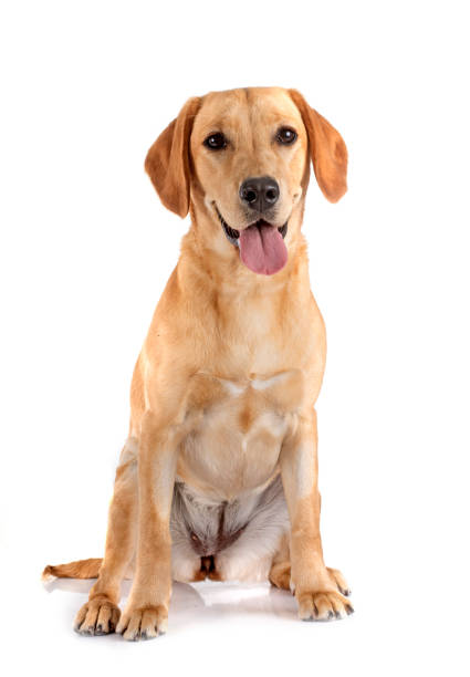 istock puppy labrador retriever 1702454547