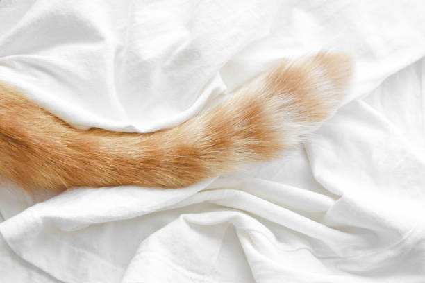 istock Ginger cat tail on wrinkled white T-shirt. Cat sitting on its owner clothes. 1702458049