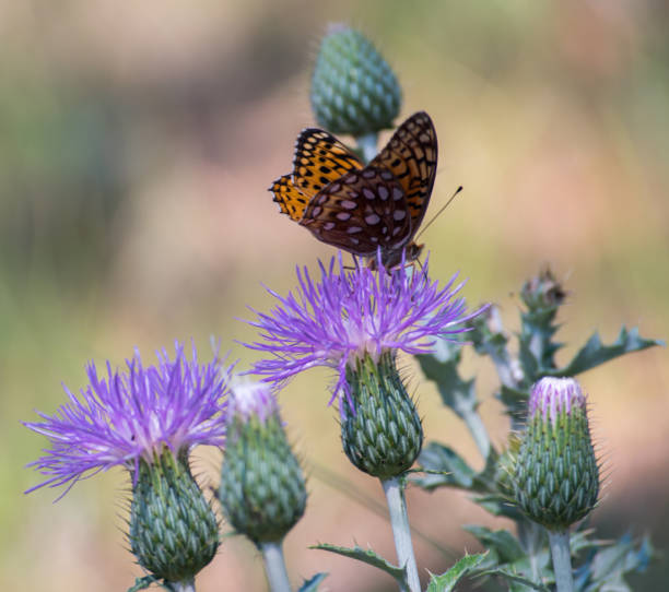 istock Delicate Butterfly on Purple Thistle in Nature 1702458067