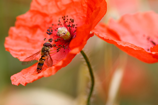 Detail of the hoverfly in a bloom of poppy flower