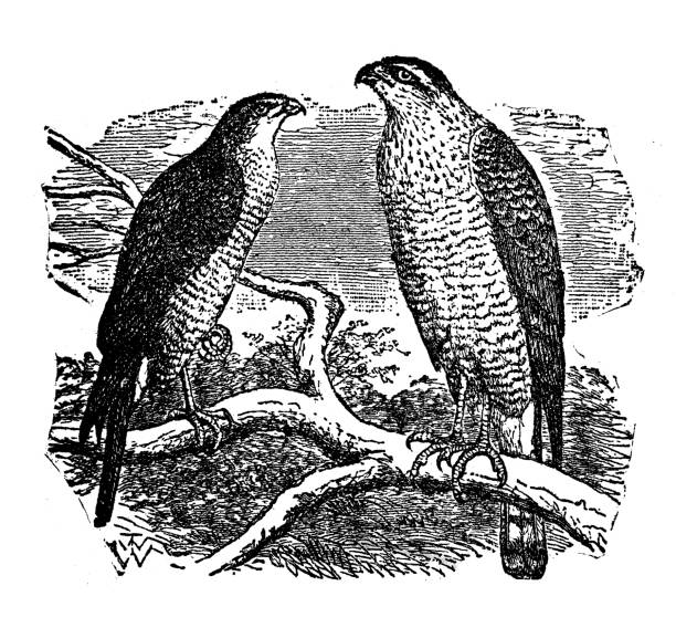 ilustrações, clipart, desenhos animados e ícones de gavião-pardal europeu - retro revival old fashioned animal sparrowhawk