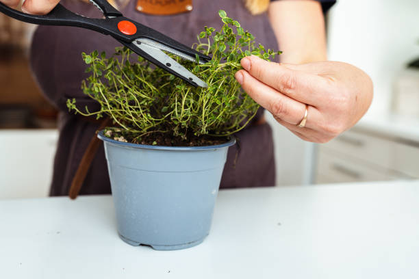 istock Grow herbs at home in flowerpot on windowsill 1702463689