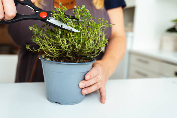 istock Grow herbs at home in flowerpot on windowsill 1702464310