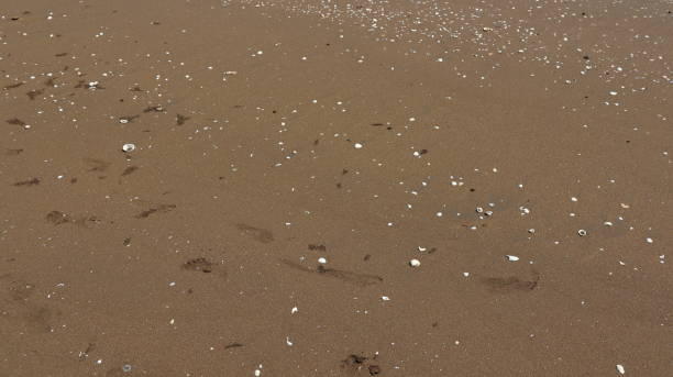 istock Sand background. Sandy beach texture with shell and coral fragments 1702468789
