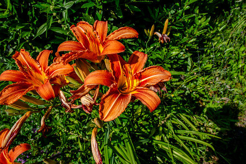 close up of Hemerocallis fulva in the Recoaro Alps Vicenza Veneto Italy