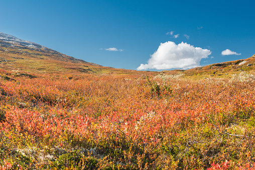 Hiking trail in autumn colored mountains after first snowfall of the season in Jotunheimen National Park in Norway. The snow of last season is still melting in some parts of the mountains. The image was captured with a full frame DSLR camera and a sharp fast lens.