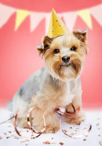 istock Small dog wearing a party hat celebrating a birthday. 1702477277