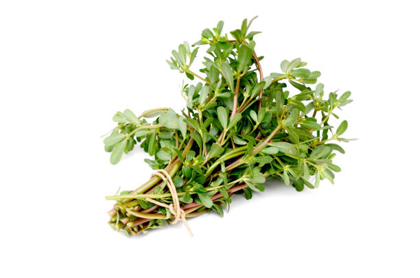 istock wild common purslanes, Portulaca oleracea 1702480728