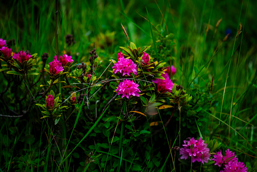 close up of Rhododendron ferrugineum in the Recoaro Alps Vicenza Veneto Italy