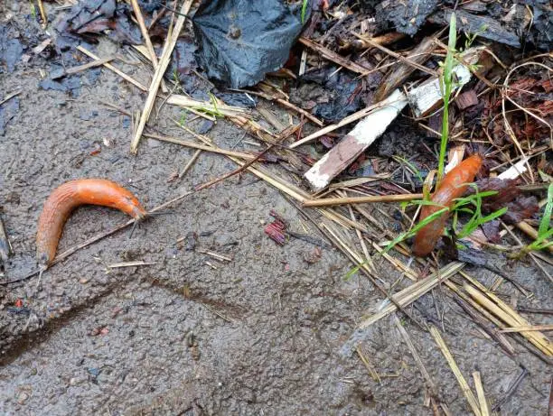 Two harmful red slugs in the grass.