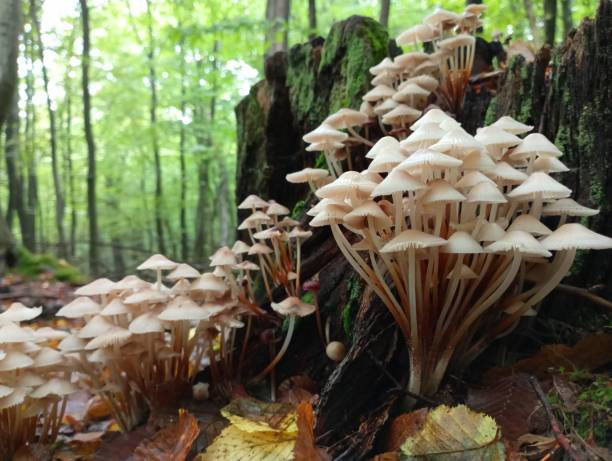 mycene 균류는 오래된 오크 그루터기의 표면을 거의 완전히 덮었습니다. 자연 환경에서 mycena 버섯. 유독 한 버섯은 기생충입니다. - moss fungus macro toadstool 뉴스 사진 이미지