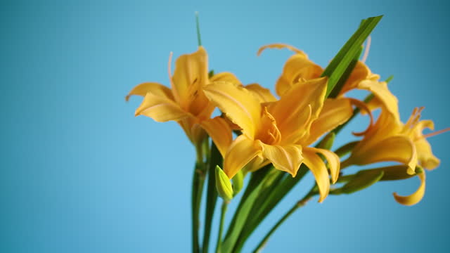bouquet of beautiful yellow lilies on blue background