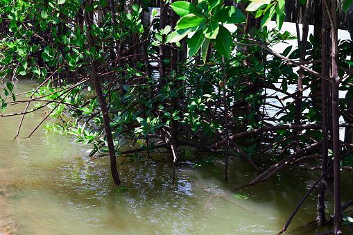 Tropical mangrove forest along coastal