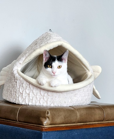 In a cozy corner of the room, there's a striking black and white tuxedo cat, elegantly perched within the whimsical embrace of a fish head-shaped cat bed. The cat's contrasting fur patterns resemble a dashing formal suit, with its sleek black coat and crisp white chest. Its bright, alert eyes peer out from its mask-like face, adding an air of sophistication.\n\nThe fish head cat bed, crafted from soft materials, provides a snug and secure retreat for the feline, with its wide-open mouth forming a delightful entrance. The cat seems entirely content, comfortably nestled within the bed's embrace, tail neatly tucked in.\n\nBeneath this charming scene, a serene blue ottoman serves as the stage. Its brown leather cushion offers a luxurious contrast to the cool blue, creating an inviting spot for both relaxation and play. The overall ambiance is one of classic elegance mixed with playful charm, making it the perfect spot for this dapper tuxedo cat to reign as the undisputed queen of comfort.