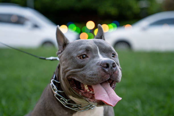American Bully dog on the grass background American Bully dog on the grass background blue nose pitbull pictures pictures stock pictures, royalty-free photos & images