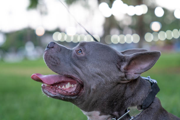 American Bully dog on the grass background American Bully dog on the grass background blue nose pitbull pictures pictures stock pictures, royalty-free photos & images