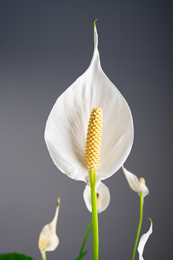 Peace Lily (Spathiphyllum) flower. Sail flower.
