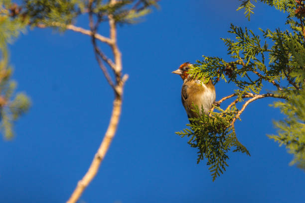istock European Goldfinch perched on a tree branch 1702499640