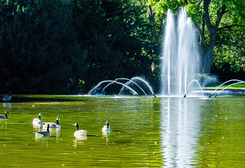 Beautiful fountain in lake at the park. Splashing streams