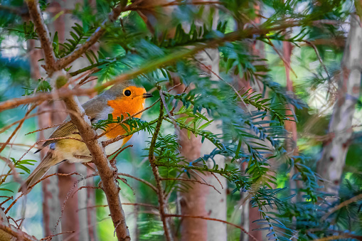 Close-up of robin bird perching on branch on tree at park