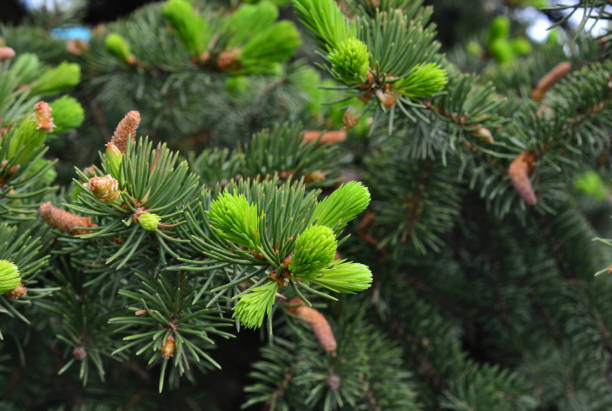 istock branch of pine tree with light and dark green needles copy space wallpaper 1702521061