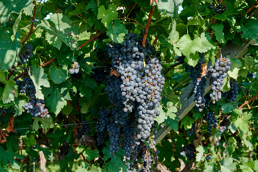 Bussolengo (Vr), Italy,  some grapes in a vineyard