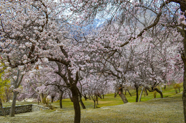 istock A Blossoming Spring in the Heart of Gilgit-Baltistan 1702526099