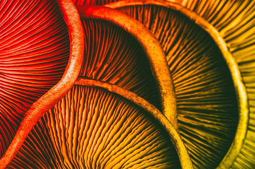textured background of red yellow mushrooms close-up, macro photo with selective focus