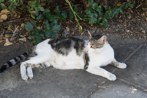 Adult female white and grey cat stretched on the belly on the pavement in the shadow. There are bushes on the background.