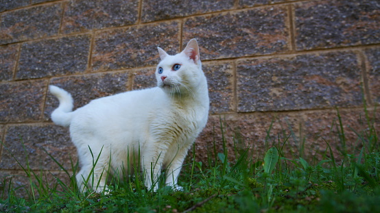 Low angle view of a white domestic shorthair cat looking alertly away from the camera and into the distance while standing still in the grass near the brick wall of a building outdoors.