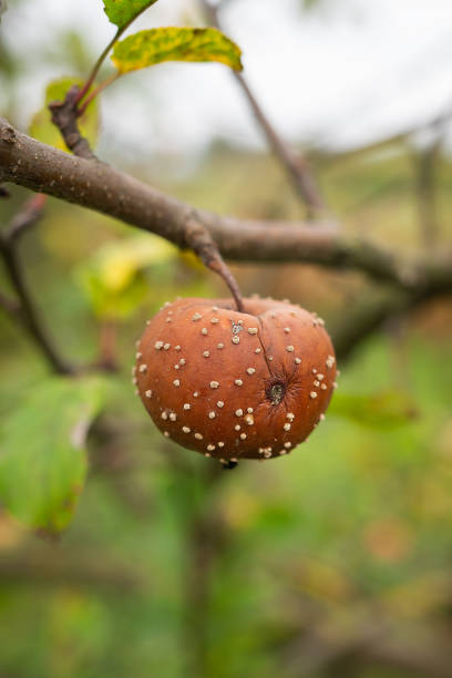 istock Sick branches of an apple tree, a rotten apple hangs on a tree. Deep autumn. Close-up, selective focus. 1702562908