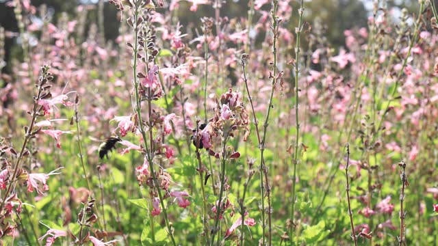 Bumblebees in pink flowers