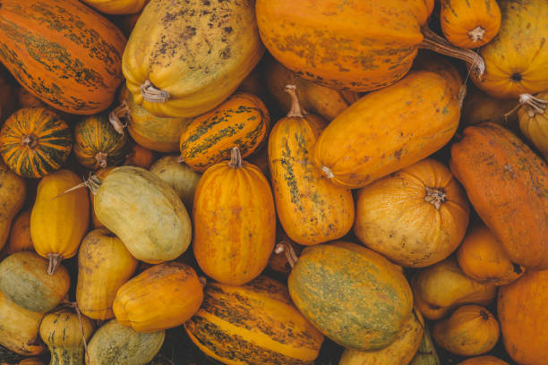 istock Pumpkin closeup background, harvest 1702572813