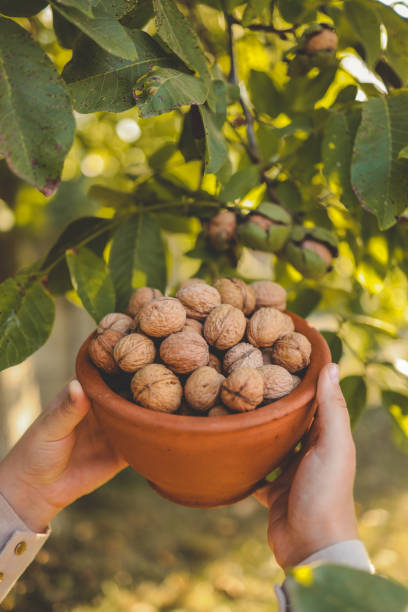 istock Walnut tree with big nuts in green shell close up, harvesting time 1702572823