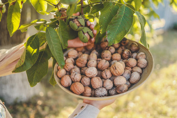 istock Walnut tree with big nuts in green shell close up, harvesting time 1702572824