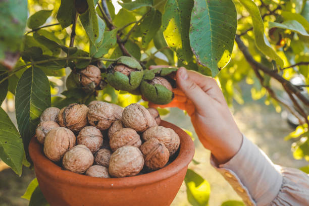 istock Walnut tree with big nuts in green shell close up, harvesting time 1702572825