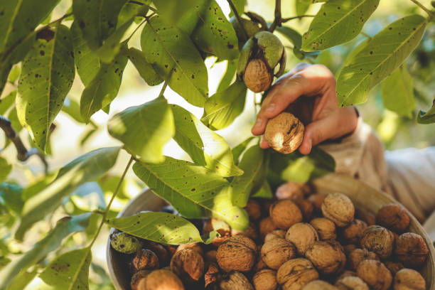istock Walnut tree with big nuts in green shell close up, harvesting time 1702572826