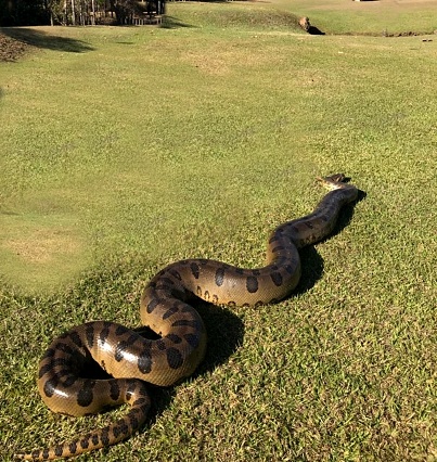 Huge green anaconda (Eunectes murinus) on the lawn of a farm in the interior of São Paulo, Brazil, also known as: anaconda, sucuruju, sucurijuba, sucurujuba, boiaçu, boiguaçu, boiuçu, boioçu, boiçu, boiuna, boitiapoia, arigboia, anaconda and viborão. It is the largest and best known of the existing species of anaconda. It is found in South America, in flooded regions, where there is abundant prey, such as alligators and capybaras. It is the largest Brazilian snake, reaching up to 10 meters and exceeding ninety kilos.