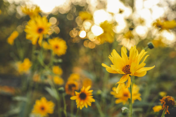 istock Beautiful autumn flowers in sunset background 1702579774