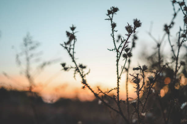 Dipsacus fullonum plant at sunset
