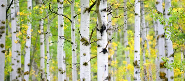 Detail of Aspen tree in fall autumn selective focus blurred background white trunk texture