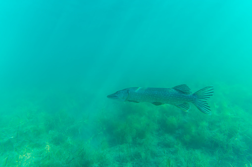 Plaice Fish (Pleuronectes platessa) Isolated on White Background
