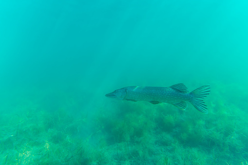 A big northern pike (Esox lucius) in a lake