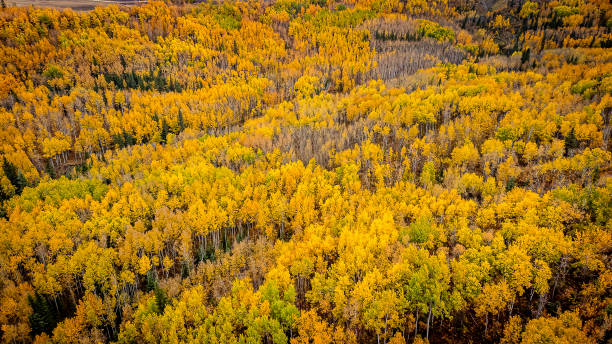 istock Aerial view of fall colored leaves in valley 1702609602