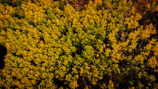 Flying over a brush full of fall colored trees with Drone