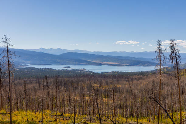 istock Bare Trees from Forest Fire Granby Lake, Colorado 1702616435