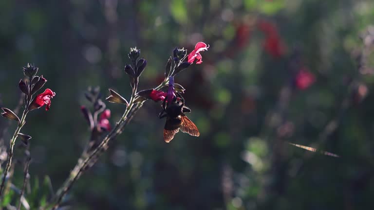 Bumblebee with pink flowers at sunset