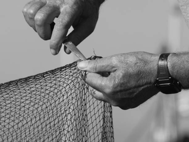 Fishermen's hands are often associated with symbols of hard work, perseverance, and a deep connection to the sea. These hands play a crucial role in catching fish, crustaceans, and other seafood, sustaining coastal communities worldwide. They are often calloused and strong, shaped by constant exposure to the sun, salt, and ocean winds. In addition to their practical aspect, fishermen's hands also carry stories of traditions, culture, and heritage that are passed down through generations, becoming a lasting symbol of life in coastal communities.