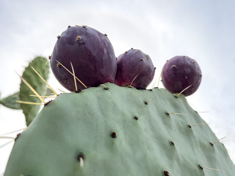 Cactaceae with fruit on cactus, background