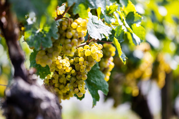 istock ripe grapes in a vineyard 1702619158